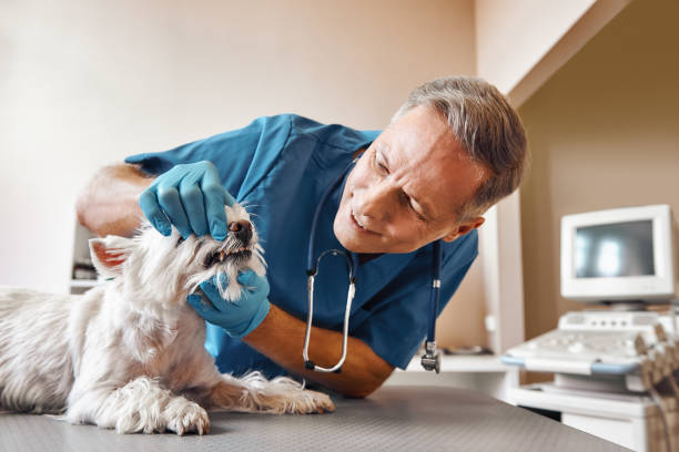 Best After-Hours Dental Care in Eaton Rapids, MI